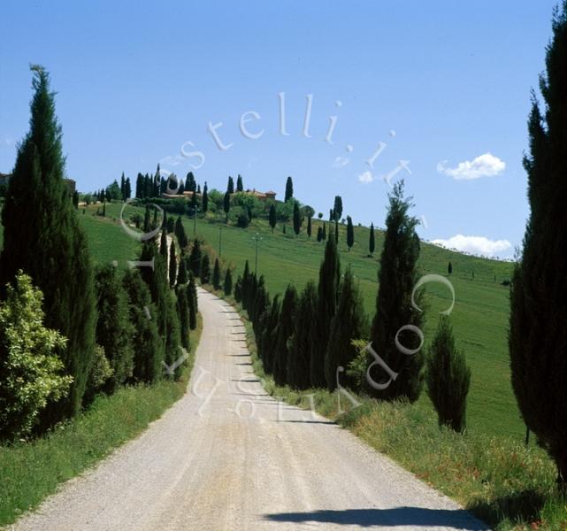 Castello Di Leonina, il viale alberato che conduce al Castello